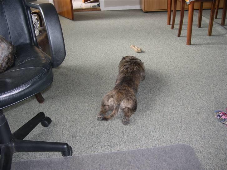 Blanding af racer Rasmus billede 10