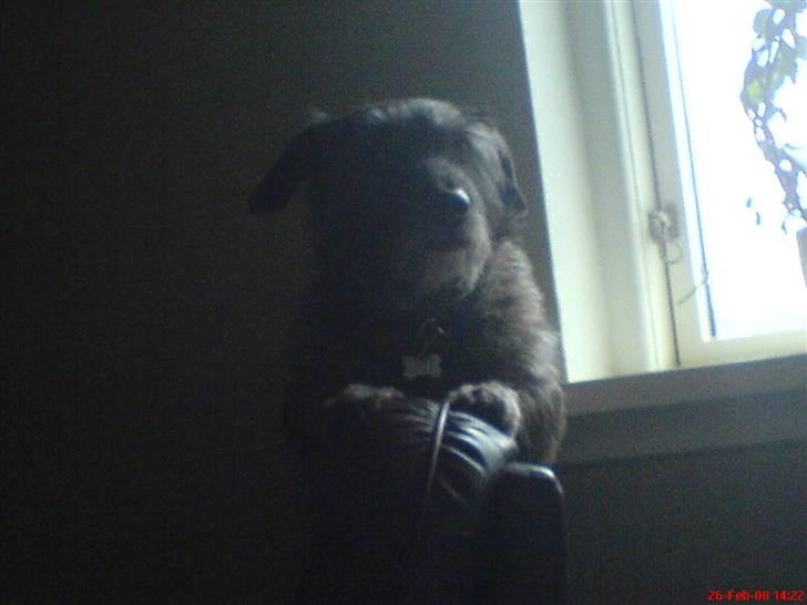 Blanding af racer Rasmus - se lige den gode balance jeg har, jeg kan side på ryglændet UDEN at falde ned!!! billede 11