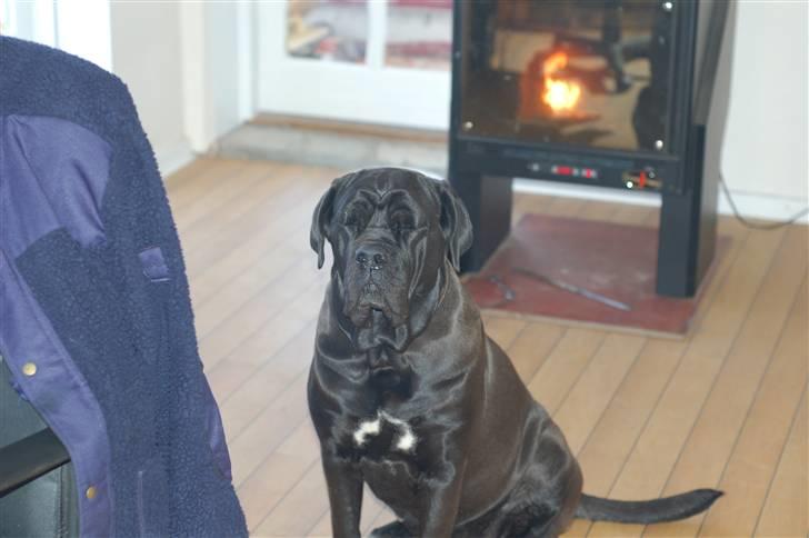 Cane corso campo di cavallo tara billede 10