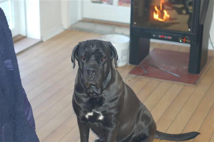 Cane corso campo di cavallo tara billede 11