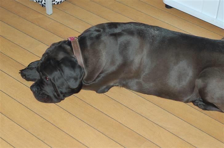 Cane corso campo di cavallo tara billede 12