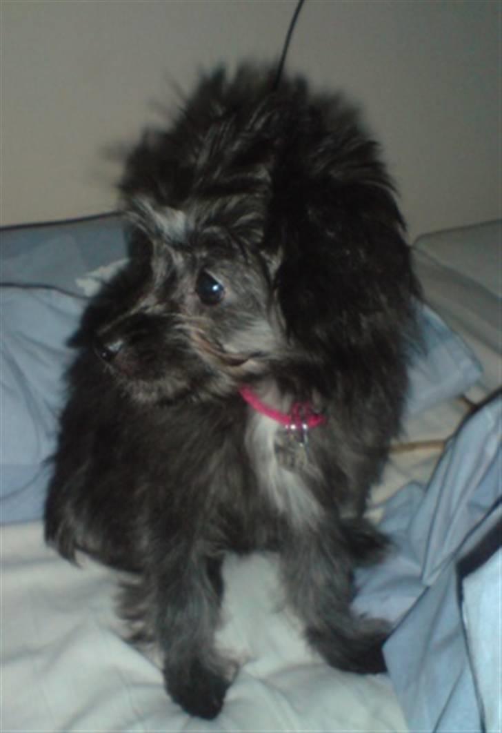 Blanding af racer Soffi billede 14