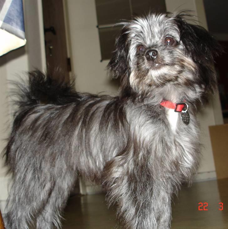 Blanding af racer Soffi billede 15