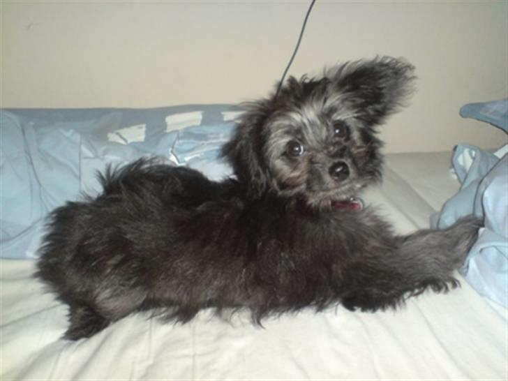 Blanding af racer Soffi billede 16