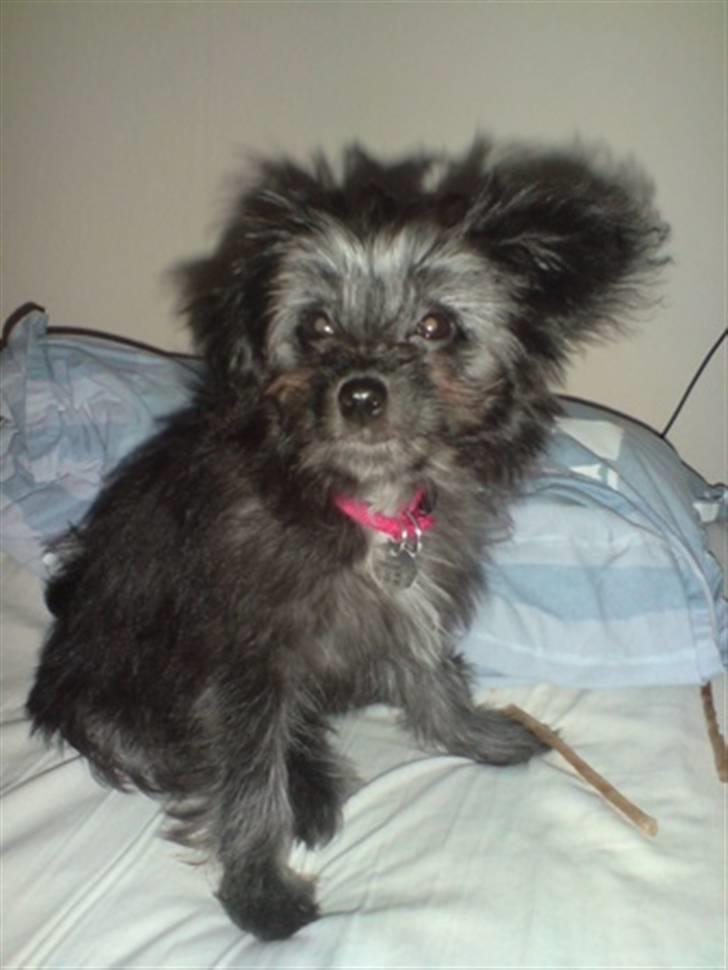 Blanding af racer Soffi billede 17