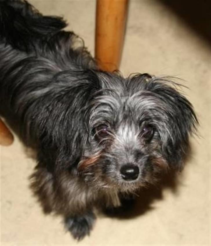 Blanding af racer Soffi billede 18