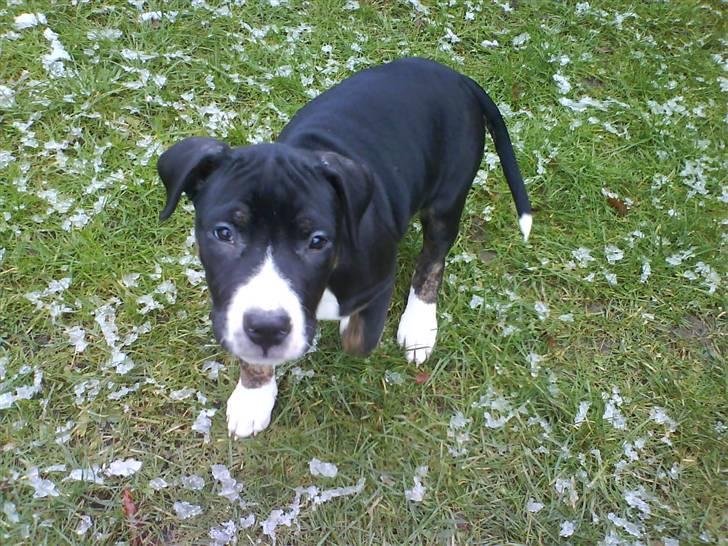 Blanding af racer Diamond - Min første rigtige tur i min nye have... billede 1