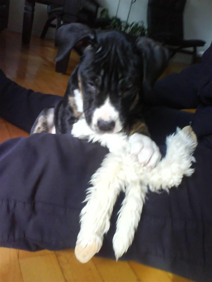 Blanding af racer Diamond - Mit aller bedste legetøj....smiler billede 2