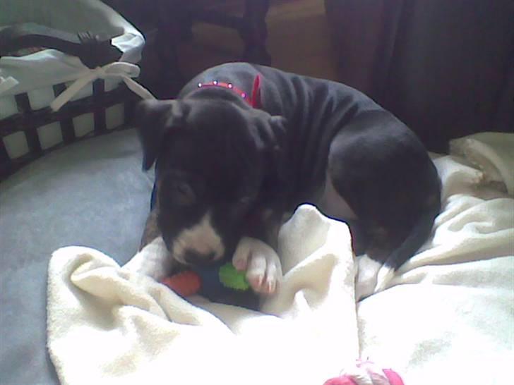 Blanding af racer Diamond - Min dejlige seng :-) billede 3