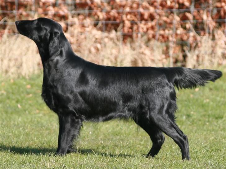 Flat coated retriever Money - Money 18 mdr. billede 14