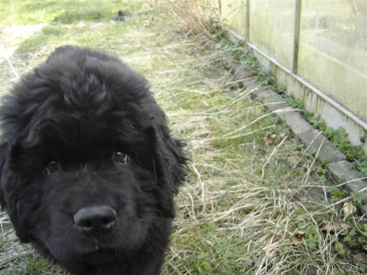 Newfoundlænder viktor billede 1