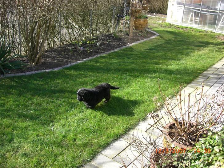 Newfoundlænder viktor billede 2