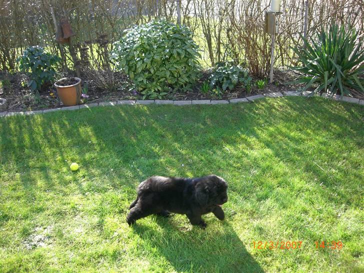 Newfoundlænder viktor billede 3