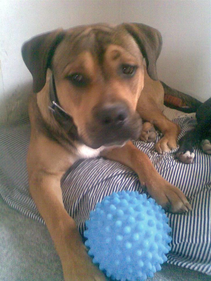 Blanding af racer Spike - flotte dreng billede 1