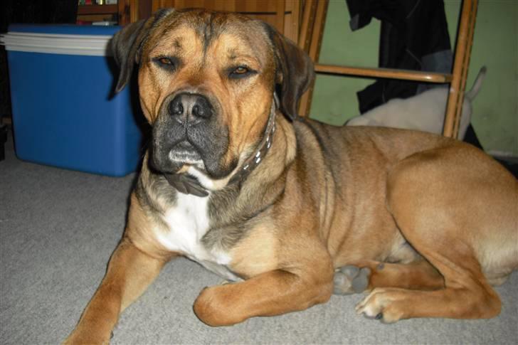 Blanding af racer Spike billede 2