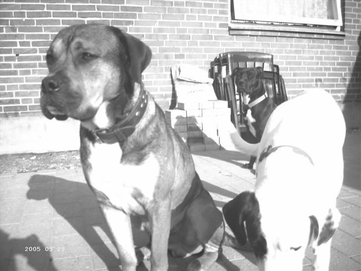 Blanding af racer Spike - holder øje.... billede 3