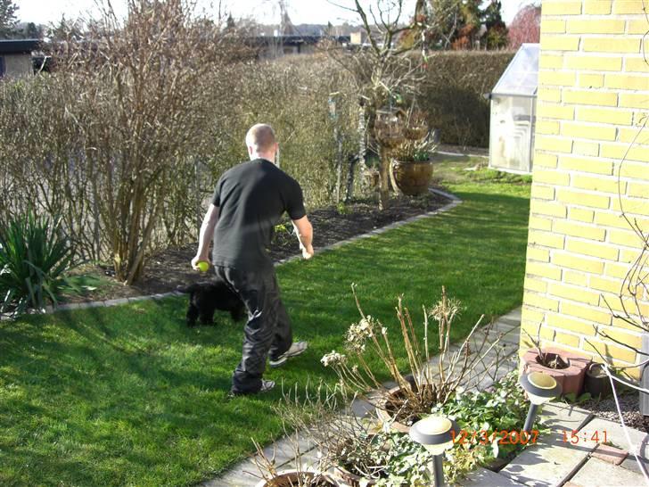 Newfoundlænder viktor billede 6