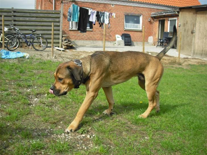 Blanding af racer Spike - har her været nogen....snus snus... billede 4