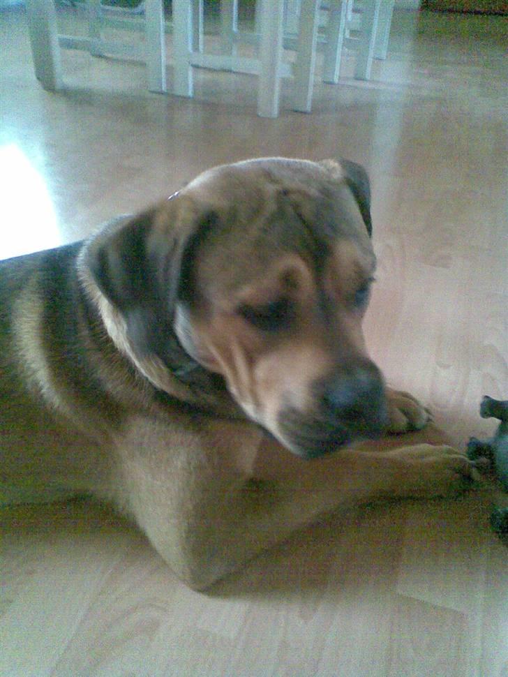 Blanding af racer Spike - hhmm hvad skal jeg finde på... billede 5