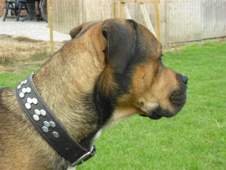 Blanding af racer Spike - jeg ser dig godt.... billede 6