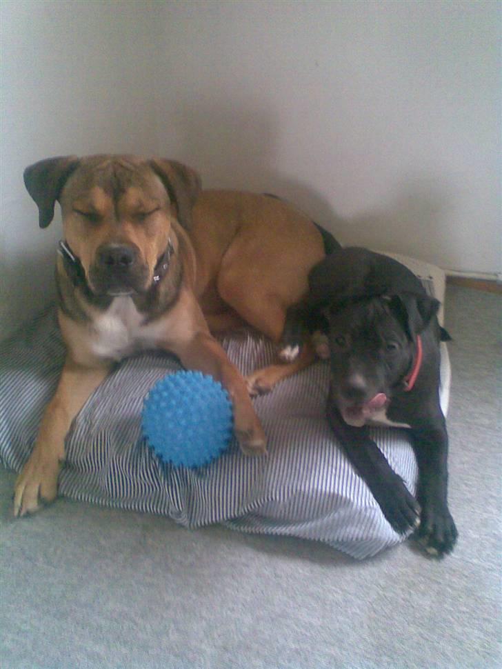 Blanding af racer Spike - tager du billede nu.... billede 7