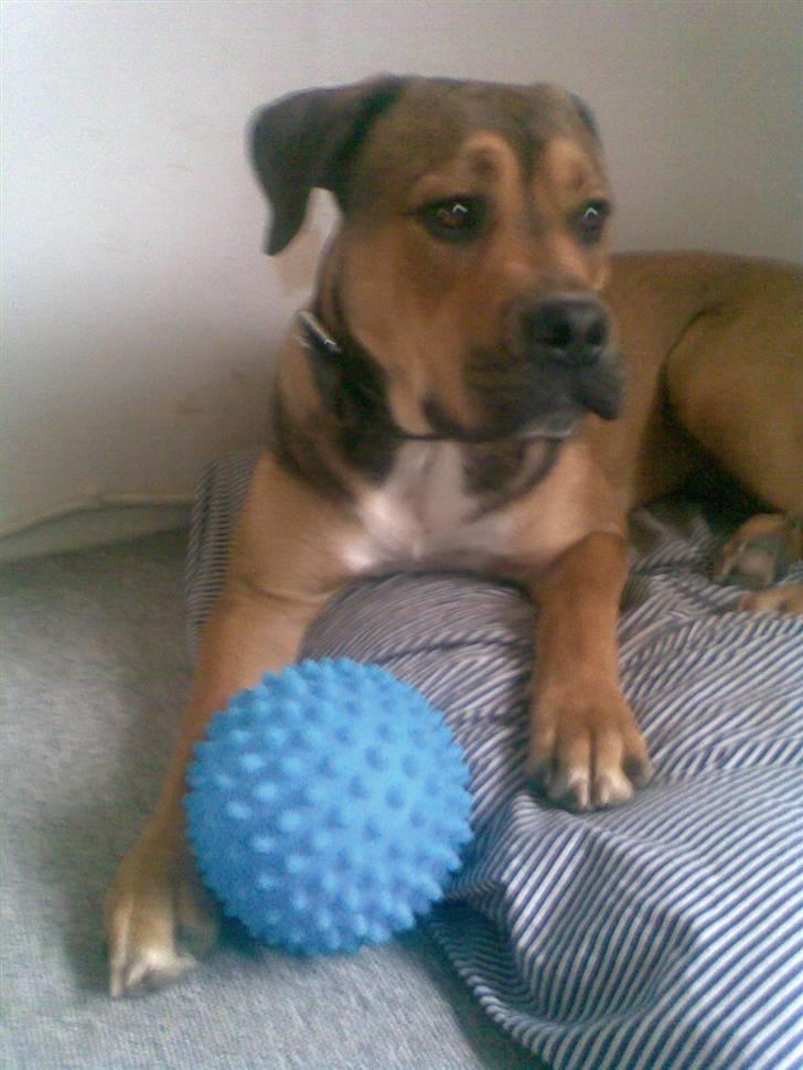 Blanding af racer Spike - kommer der nogen....jeg lytter... billede 9