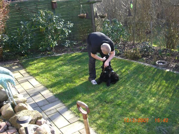 Newfoundlænder viktor billede 7