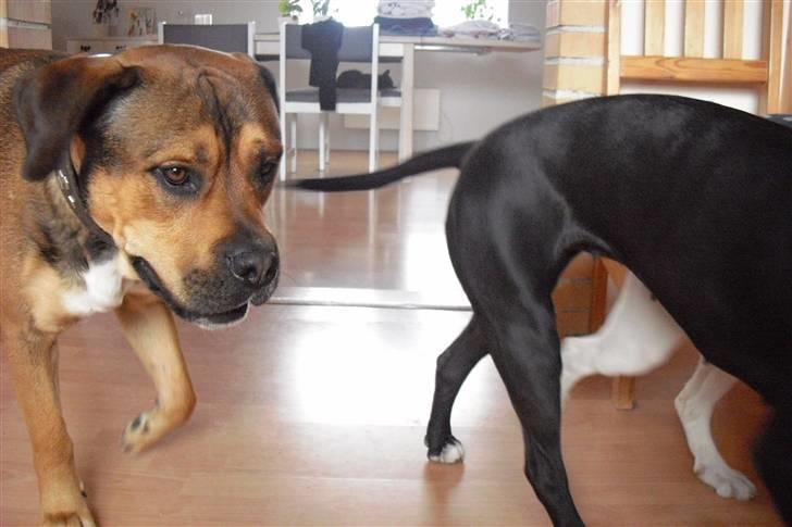 Blanding af racer Spike - tror lige jeg må blande mig...... billede 10