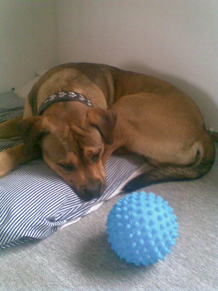 Blanding af racer Spike - man kan også blive træt... billede 11