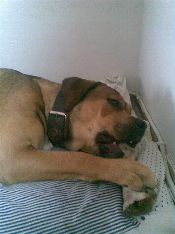 Blanding af racer Spike - godt med et ben...hhmm... billede 12