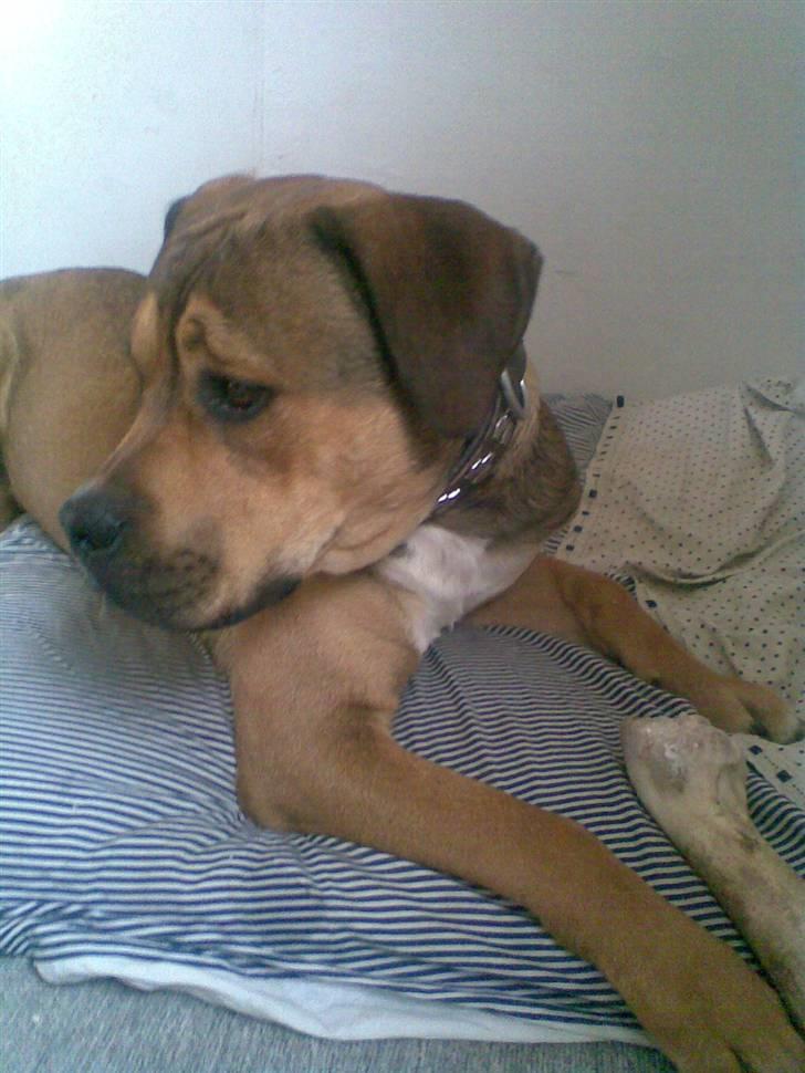 Blanding af racer Spike - hvad sker der.... billede 13