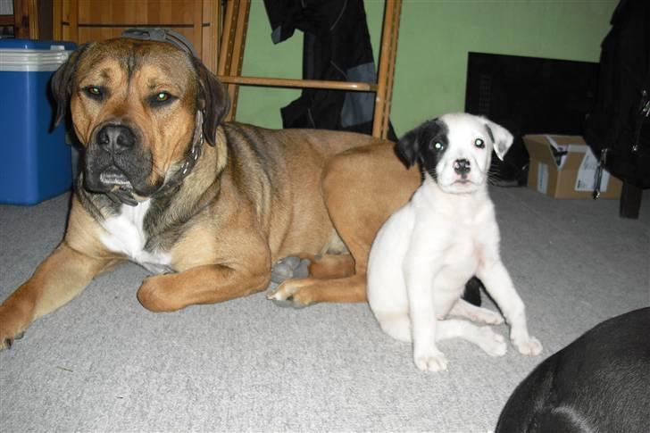 Blanding af racer Spike - passer på lille freja...<3 <3  billede 14