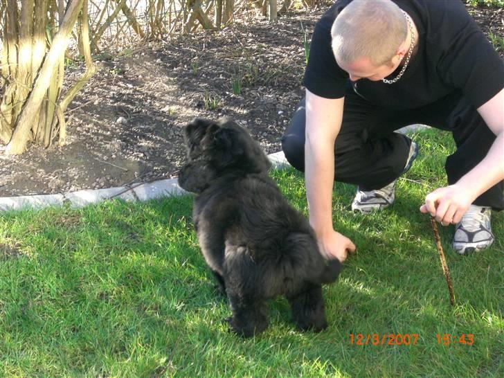 Newfoundlænder viktor billede 8