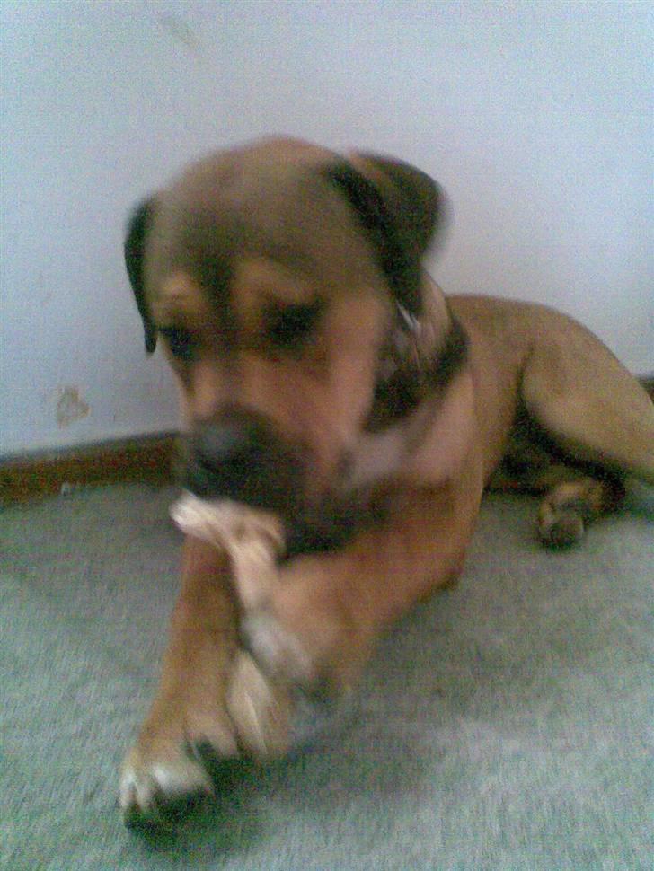 Blanding af racer Spike - hhmm.... billede 15