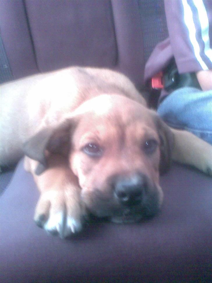 Blanding af racer Spike - spike som lille.....på vej hjem til en masse nyt.. billede 16