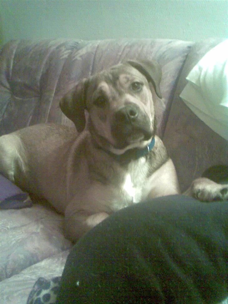 Blanding af racer Spike - elsker at ligge på sofaen...... billede 17