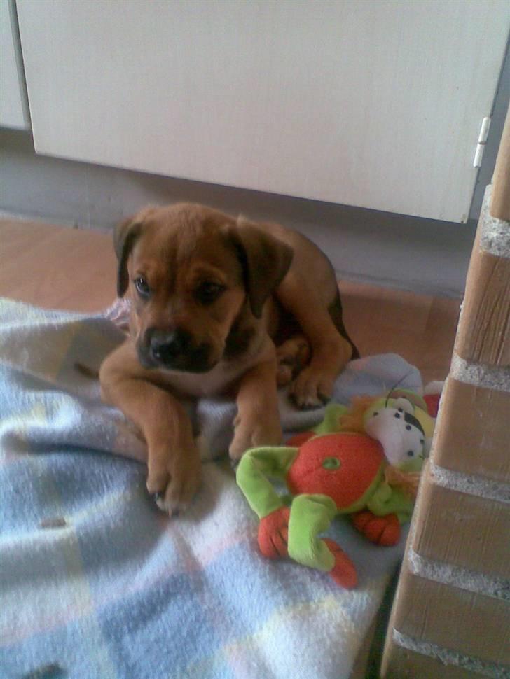 Blanding af racer Spike - dagen efter spike kom hjem....... billede 18