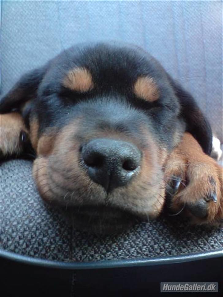 Rottweiler Sebo Junior billede 1