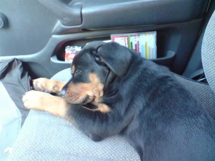 Rottweiler Sebo Junior billede 2