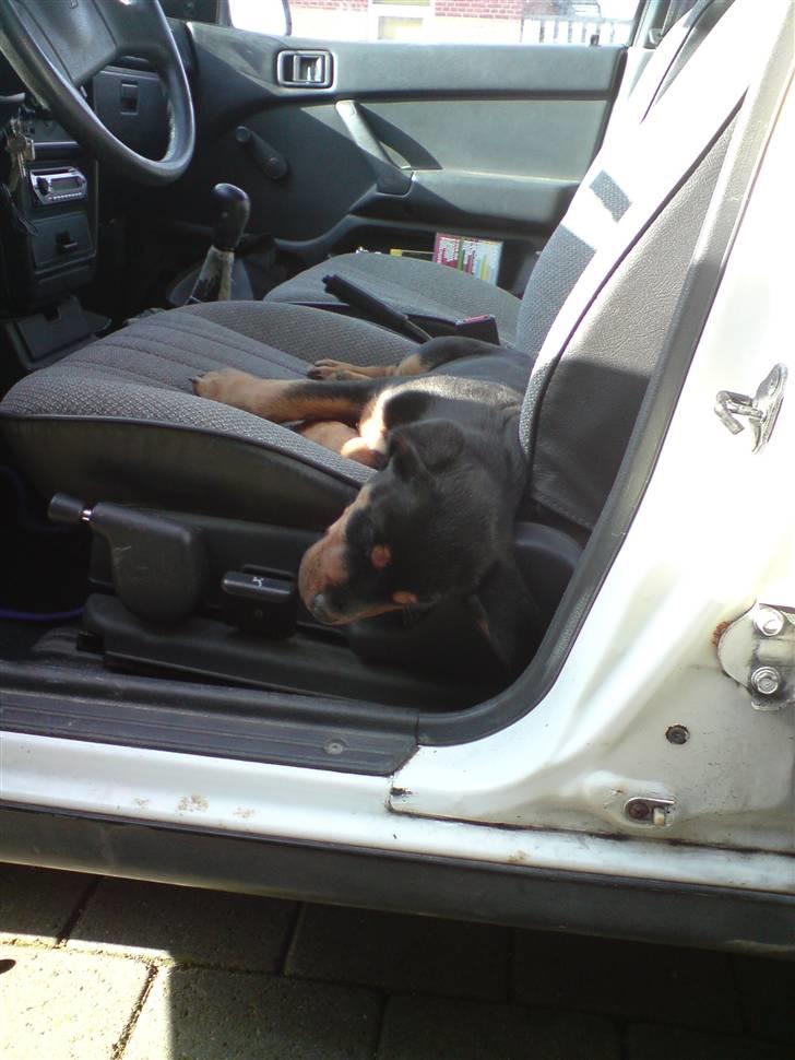 Rottweiler Sebo Junior billede 3