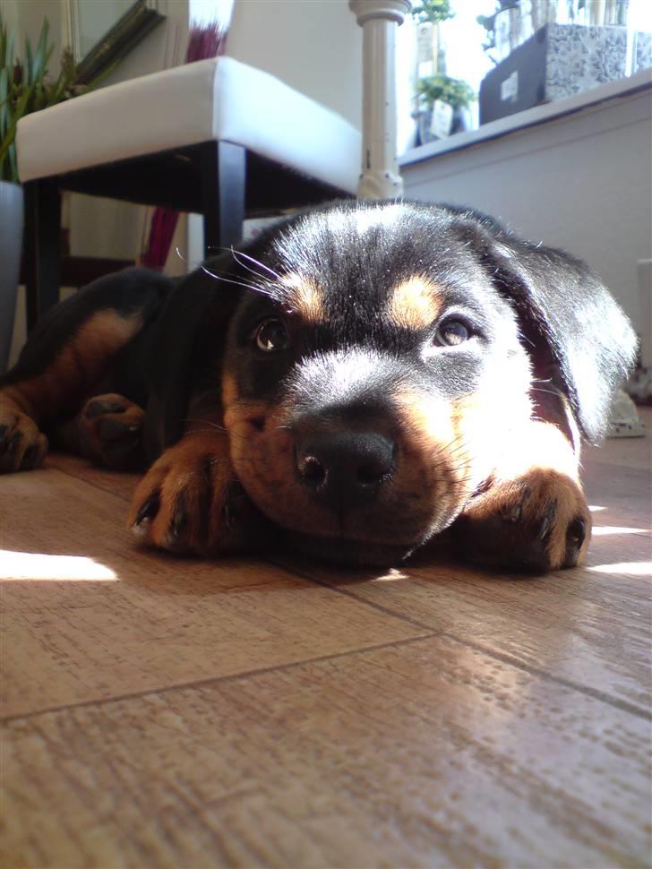 Rottweiler Sebo Junior billede 4