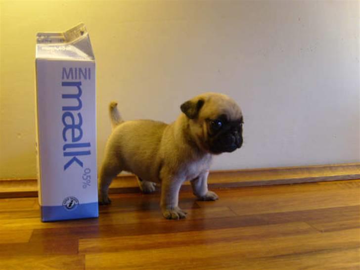 Mops Milo - Så er jeg 4 uger gammel og vokset lidt.. billede 2
