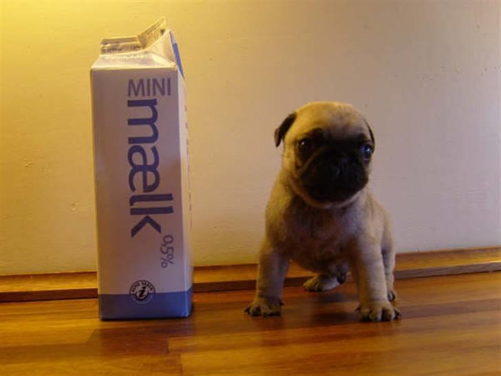 Mops Milo billede 3
