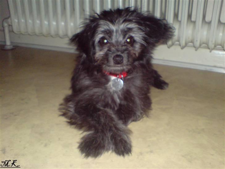 Blanding af racer Soffi billede 19