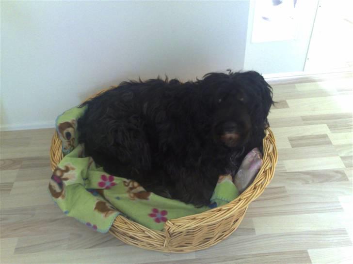 Blanding af racer Snip - Snip i hendes hundekurv<3 billede 14