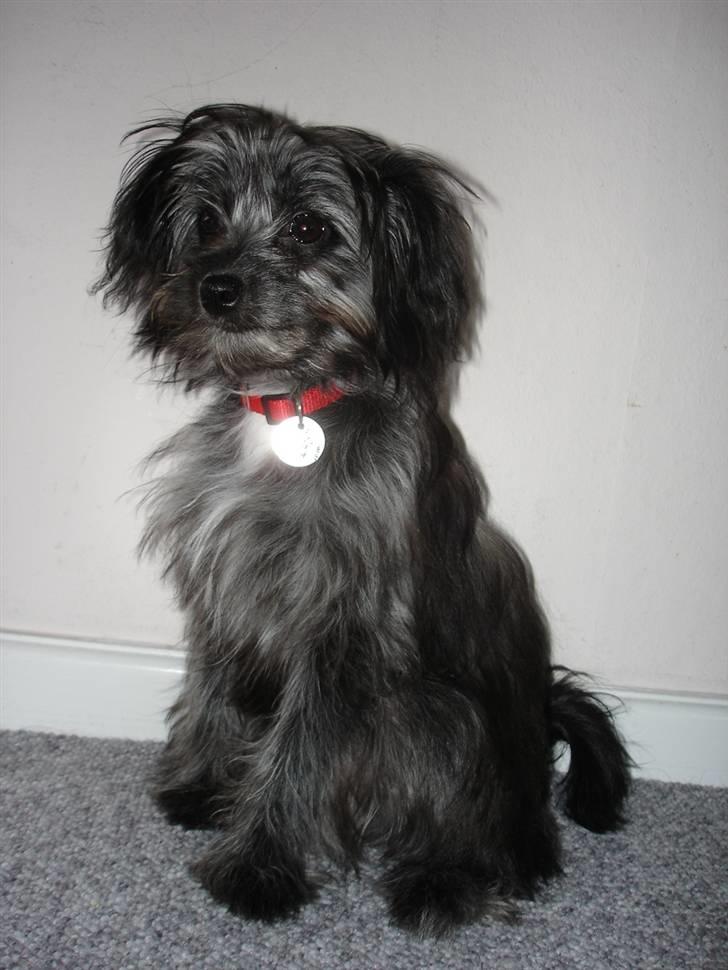 Blanding af racer Soffi billede 20