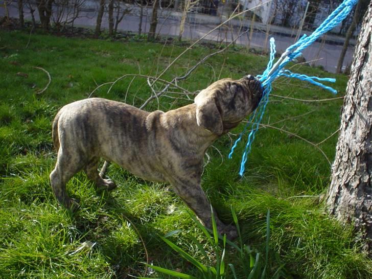 Bullmastiff NEWTON - D 22 Marts billede 6