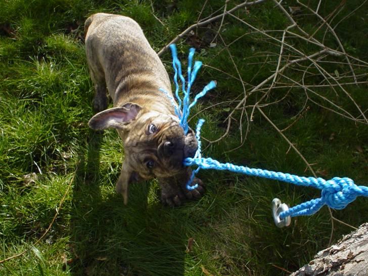 Bullmastiff NEWTON - D 22 Marts billede 7