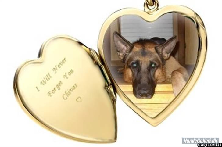 Schæferhund Chivas, RIP billede 7