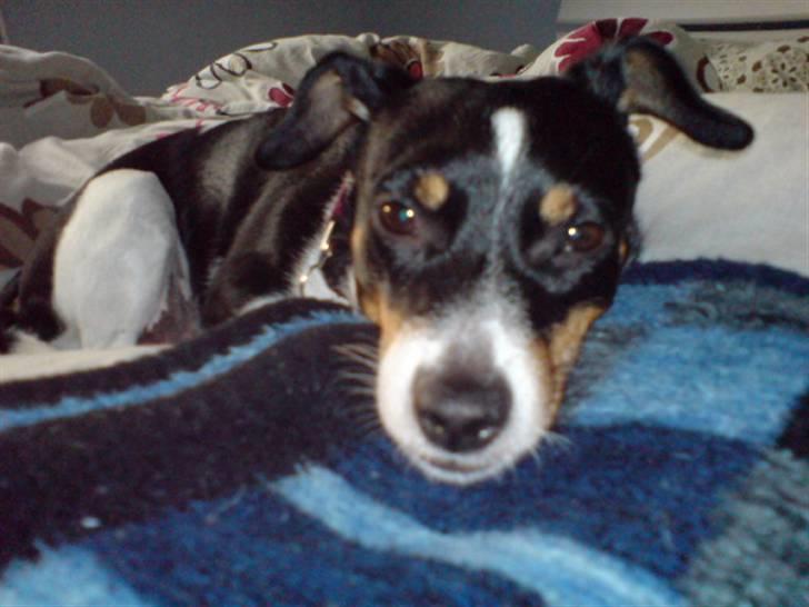 Dansk svensk gaardhund Ronja billede 8